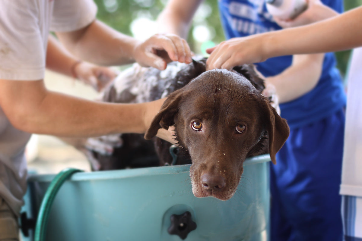 Pet Wellness & Health