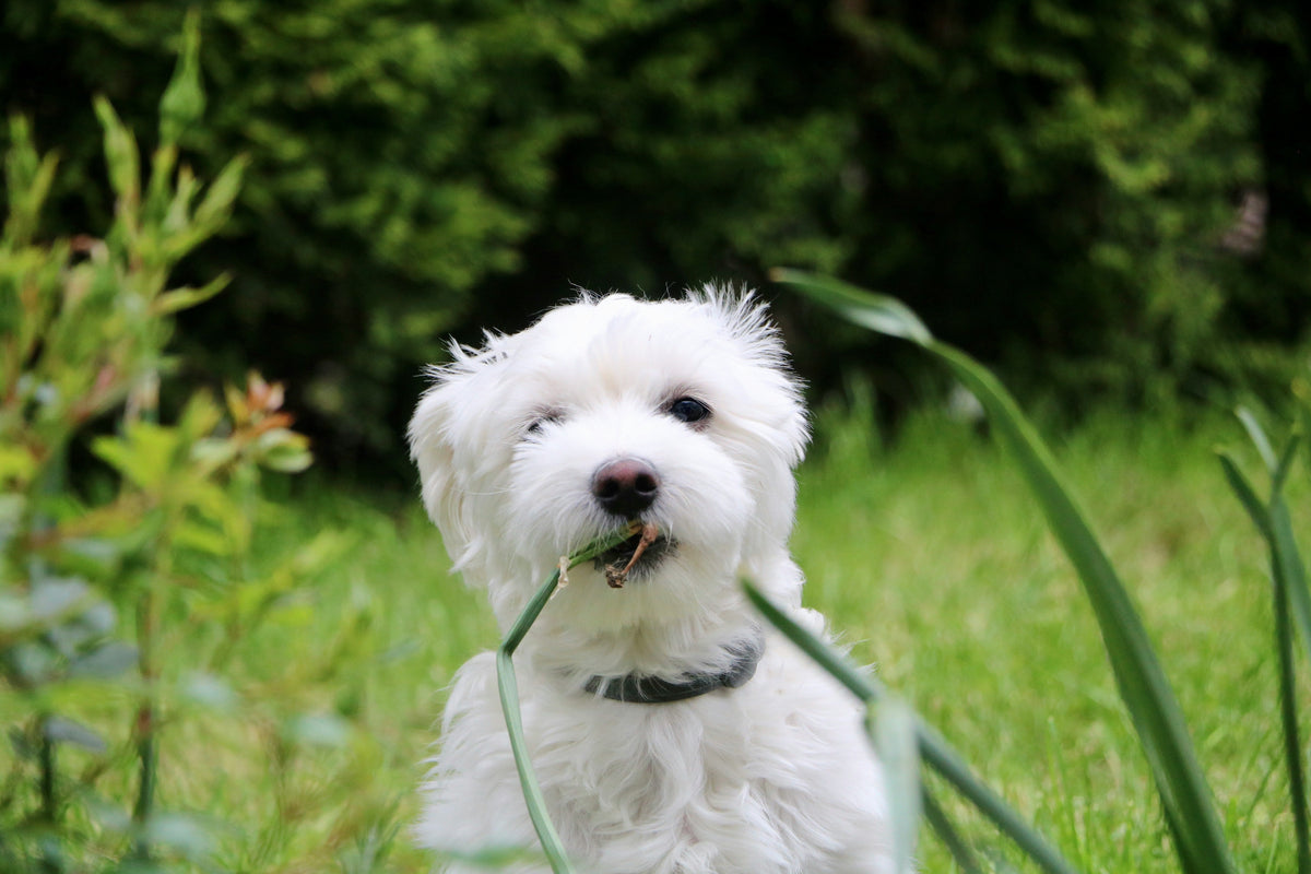 Collars, Leashes & Harnesses