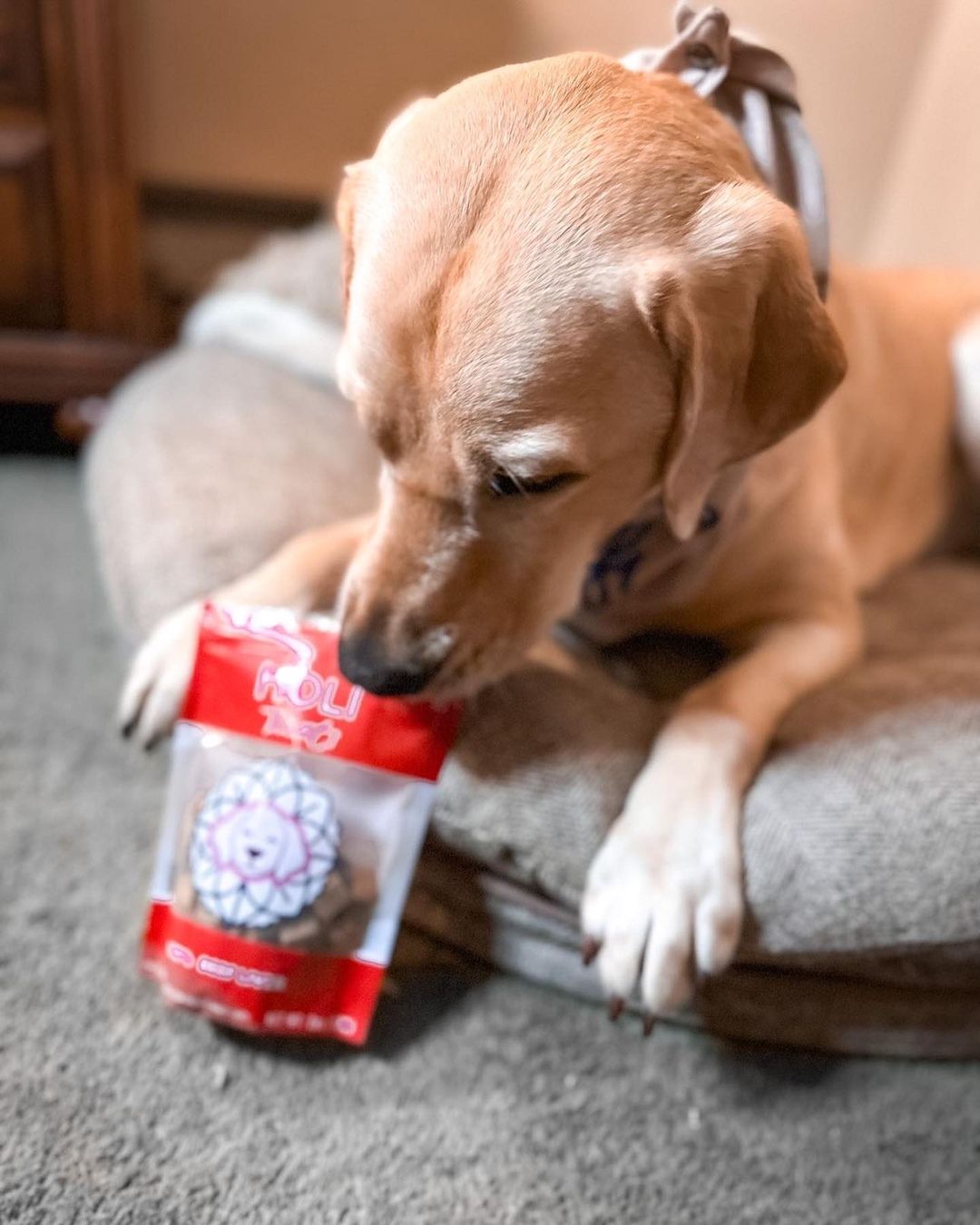 Treats & Chews